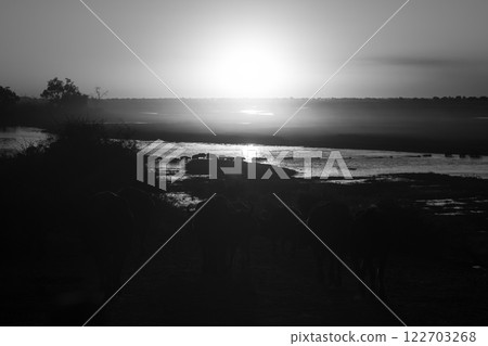 Mono Cape buffalo herd crosses sunset river 122703268