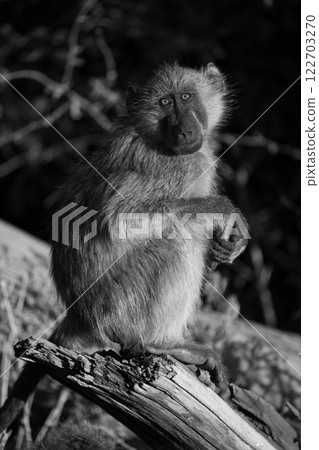 Mono chacma baboon on log facing camera 122703270