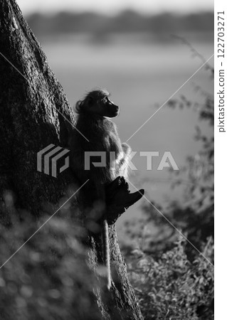 Mono chacma baboon sits on leaning trunk Mono chacma baboon sits on leaning trunk 122703271