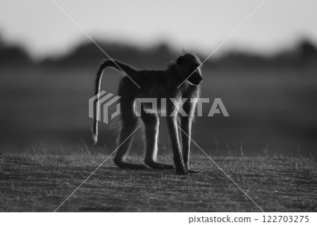 Mono chacma baboon stands on sunrise savanna 122703275