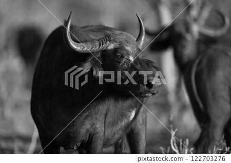 Mono close-up of Cape buffalo at sunset Mono close-up of Cape buffalo at sunset 122703276