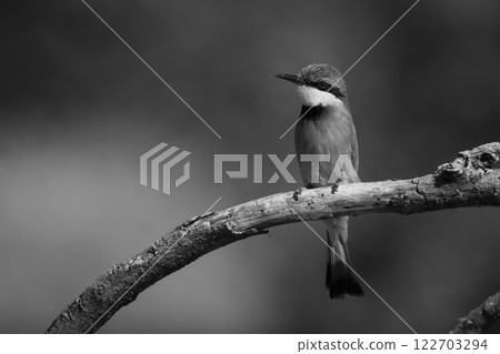 Mono little bee-eater on tree with catchlight Mono little bee-eater on tree with catchlight 122703294