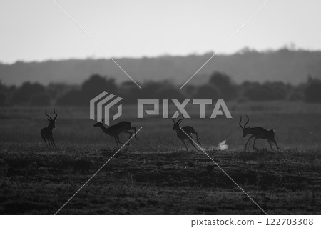 Mono male impalas chase female on floodplain Mono male impalas chase female on floodplain 122703308