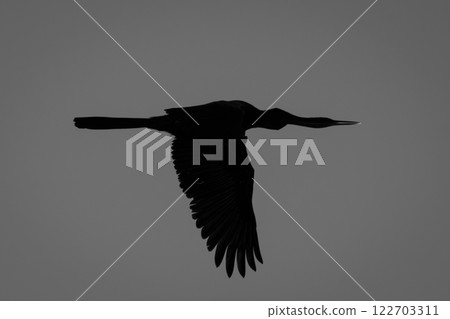 Mono silhouette of reed cormorant in sky 122703311