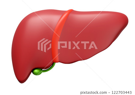 3d realistic human liver isolated. liver, gallbladder  structure, organs concept, 3d illustration render 122703443