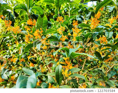 桂花盛開 桂花盛開 122703584