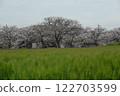 櫻花在稻田裡 122703599