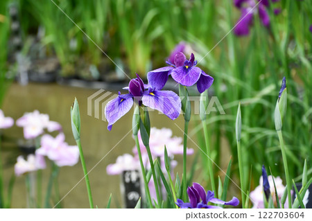 Hana shawab Hana shawab 122703604