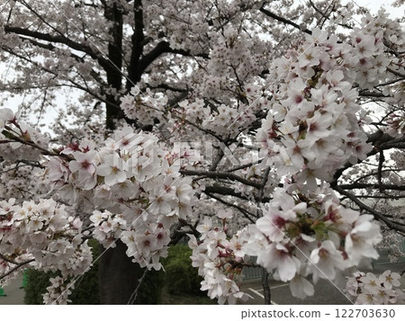 櫻桃樹 122703630
