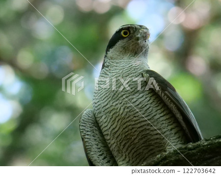 Northern goshawk after preying 122703642