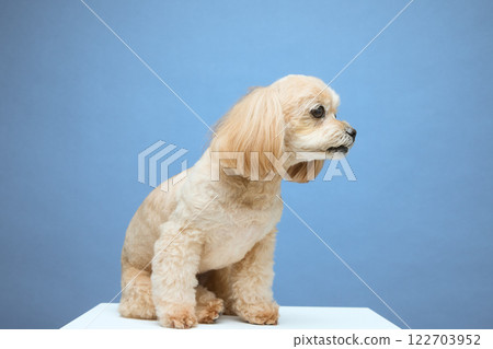頂級貴賓犬玩肥皂泡 122703952
