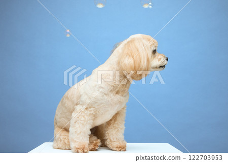 頂級貴賓犬玩肥皂泡 122703953