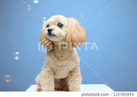 頂級貴賓犬玩肥皂泡 122703954