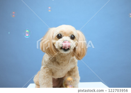 頂級貴賓犬玩肥皂泡 122703956