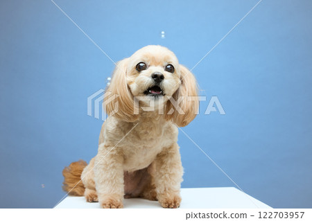 Top poodle playing with soap bubbles 122703957