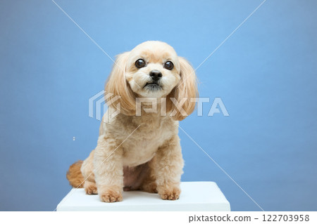 Top poodle playing with soap bubbles 122703958
