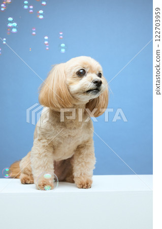 Top poodle playing with soap bubbles 122703959