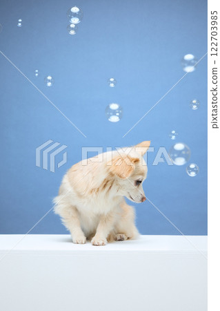 Chihuahua playing with soap bubbles Chihuahua playing with soap bubbles 122703985