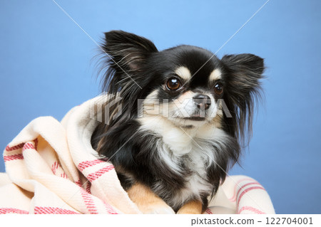 Chihuahua playing with soap bubbles 122704001