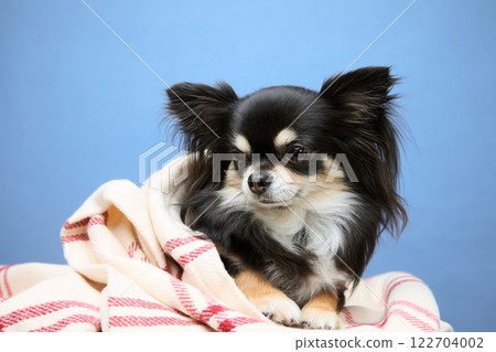 Chihuahua playing with soap bubbles Chihuahua playing with soap bubbles 122704002