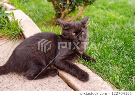 Black kitten lying outside. Pet, animal. 122704195