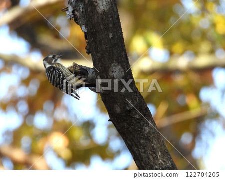 Kogera stopping in a tree Kogera stopping in a tree 122704205