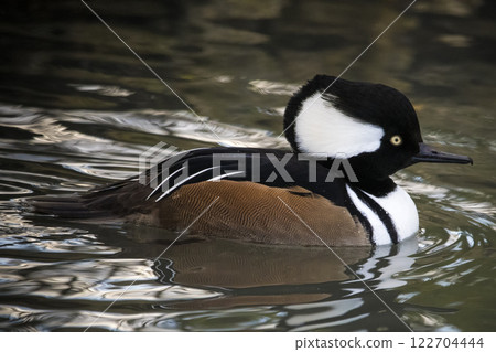 Hooded Merganser swimming in wetlands in Winter Hooded Merganser swimming in wetlands in Winter 122704444