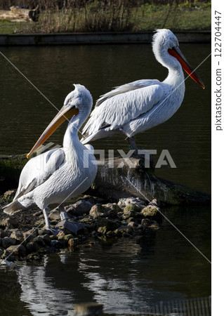 Pair of Dalmatian pelicans basking in afternoon sunshine 122704447