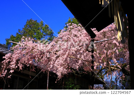 翠香天滿宮的櫻花盛開（京都市中京區） 122704567