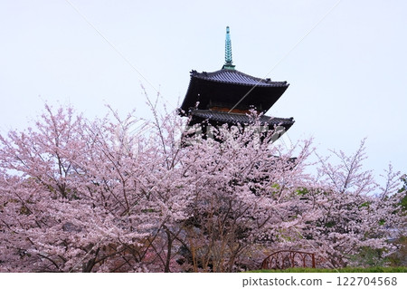 矢地山興正寺的櫻花盛開（名古屋市昭和區） 122704568