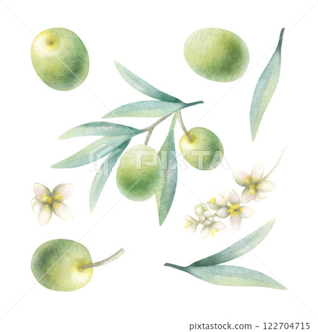 Olive branch, leaves, fruits, flowers. Watercolor isolated illustration of green olives hand drawn in botanical realistic style for food production, bottle label, cosmetic design, wedding invitation. 122704715