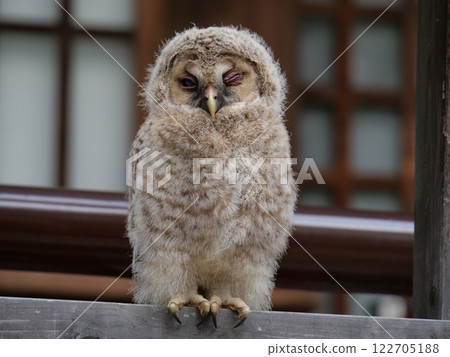 Winking young owl Winking young owl 122705188