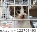 Kitten playing in a cage 122705493