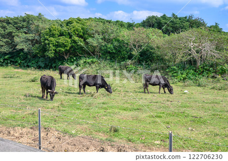 Grass-eating cows: Ishigaki beef 122706230