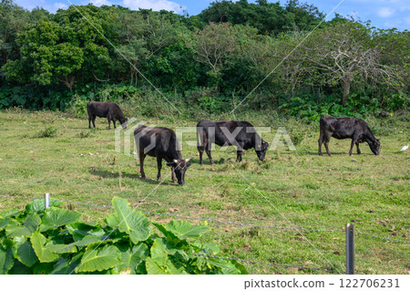 Grass-eating cows: Ishigaki beef 122706231