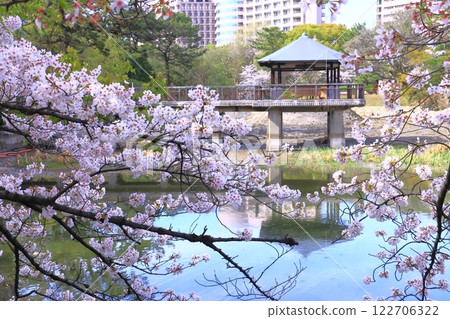 Cherry blossoms blooming at Ryugaike Pond in Tsuruma Park (Showa Ward, Nagoya City) 122706322