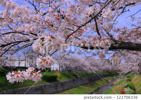Yamazaki River Four Seasons Path, one of the 100 best cherry blossom viewing spots (Mizuho Ward, Nagoya City) 122706336