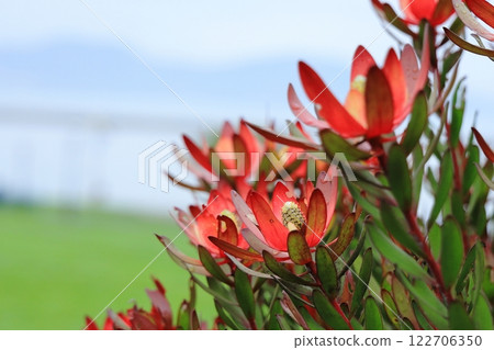 Leucadendron bracts 122706350