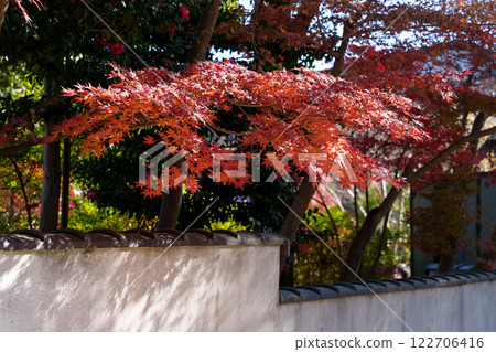 Jindaiji Temple exterior wall and red autumn leaves (Jindaiji Temple, Chofu City, Tokyo) 122706416
