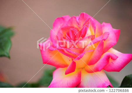 美麗的玫瑰 122706886