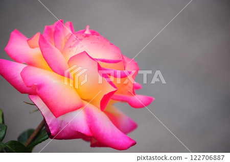Vivid Roses 122706887