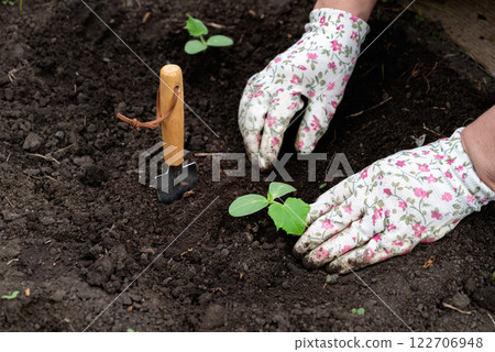 Hands planting young seedlings in a garden bed during spring, surrounded by rich soil and gardening tools 122706948