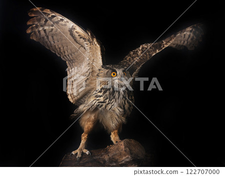 Eurasian eagle-owl in studio 122707000