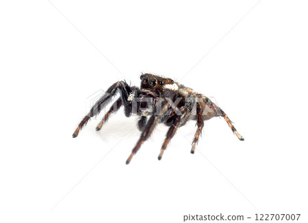 Carrhotus xanthogramma in studio 122707007