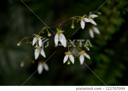 Saxifrage (under the snow, under the snow, tiger's ear grass, duck's foot grass, duck's foot grass, gold thread grass) 122707099