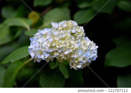 White hydrangea White hydrangea 122707112