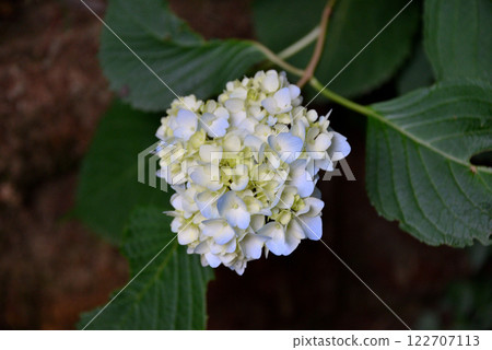 White hydrangea White hydrangea 122707113