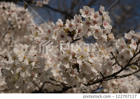 Cherry blossoms in full bloom 122707117