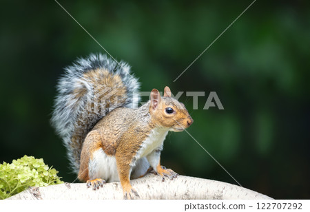 Grey squirrel standing on a birch tree branch 122707292