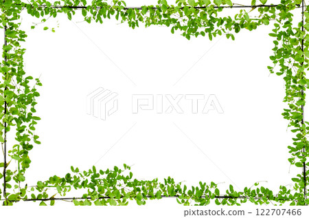 vine frame leaf vine isolates on a white background vine frame leaf vine isolates on a white background 122707466